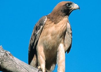 La gripe aviar «a la vuelta de la esquina»: la Junta confirma un caso en un ejemplar de águila calzada hallado en Pedraza de Alba