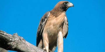 La gripe aviar «a la vuelta de la esquina»: la Junta confirma un caso en un ejemplar de águila calzada hallado en Pedraza de Alba