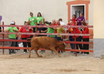Tarde taurina en Zorita de la Frontera con la lidia de vaquillas al estilo popular y peñas y vecinos animando desde los tendidos