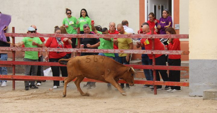 Tarde taurina en Zorita de la Frontera con la lidia de vaquillas al estilo popular y peñas y vecinos animando desde los tendidos