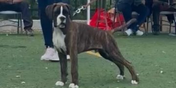 Lothar Matthaus de los Infanzones, mejor baby y mejor promesa en la Monográfica del Bóxer celebrada en Alpedrete (Madrid)