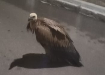 Un buitre en plena calle Bebedero en Peñaranda: los vecinos avisan a la Policía Local ante la sorpresa por la aparición del ave