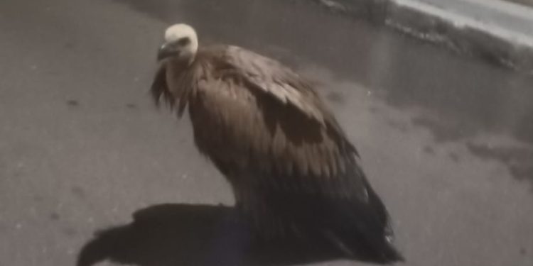 Un buitre en plena calle Bebedero en Peñaranda: los vecinos avisan a la Policía Local ante la sorpresa por la aparición del ave