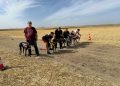 Uva y Renko ganan la II edición de la carrera de galgos «Ciudad de Peñaranda» que abre el prólogo de las fiestas de San Miguel