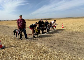 Uva y Renko ganan la II edición de la carrera de galgos «Ciudad de Peñaranda» que abre el prólogo de las fiestas de San Miguel