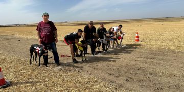 Uva y Renko ganan la II edición de la carrera de galgos «Ciudad de Peñaranda» que abre el prólogo de las fiestas de San Miguel