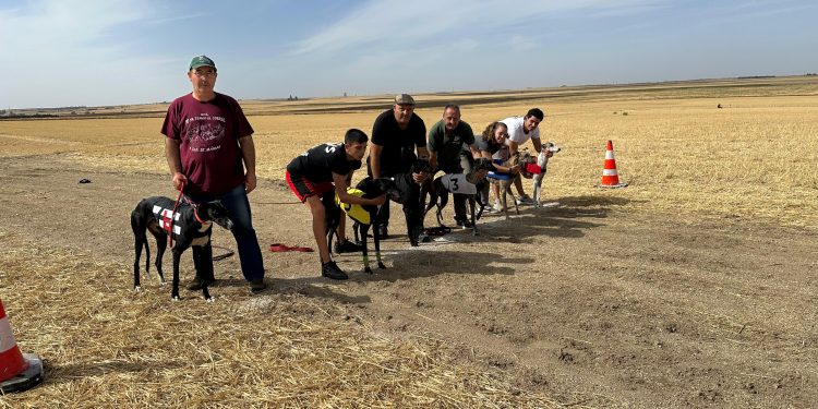Uva y Renko ganan la II edición de la carrera de galgos «Ciudad de Peñaranda» que abre el prólogo de las fiestas de San Miguel