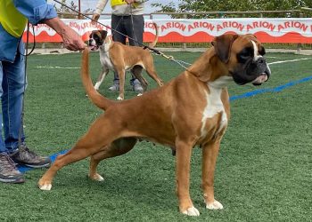 Tres bóxer de los Infanzones suman nuevos e importantes triunfos en el Campeonato de España 2025 celebrado en Esquivias