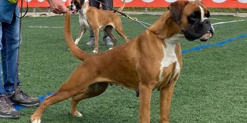 Tres bóxer de los Infanzones suman nuevos e importantes triunfos en el Campeonato de España 2025 celebrado en Esquivias