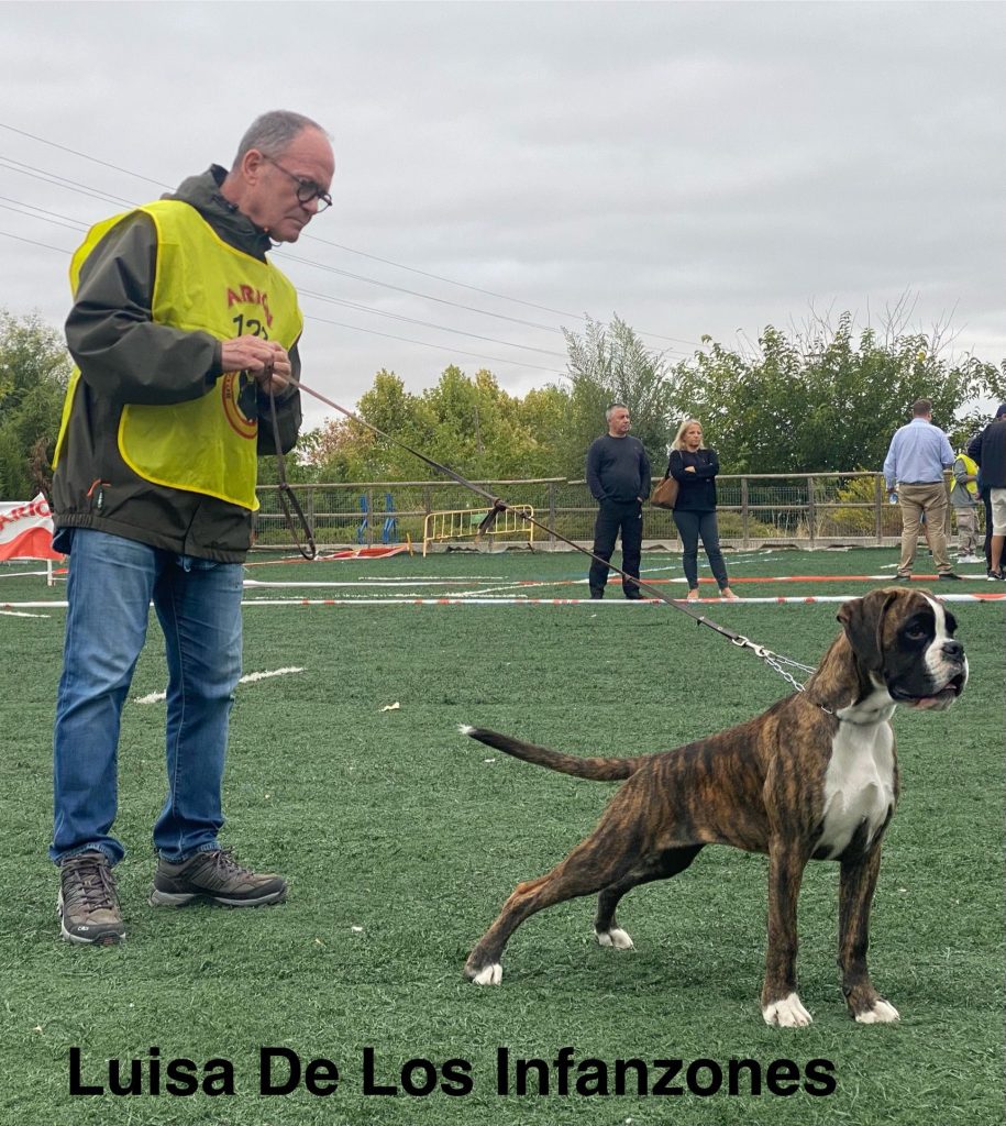 boxer 6