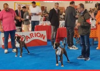 Lothar Matthäus y Luisa dan otra alegría a sus criadores Ángel y Luis González en el Campeonato del Año celebrado en Valls