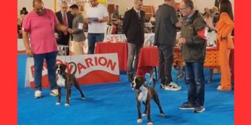 Lothar Matthäus y Luisa dan otra alegría a sus criadores Ángel y Luis González en el Campeonato del Año celebrado en Valls