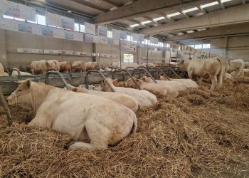 La Junta suspenderá a partir del sábado y por un plazo de quince días naturales las ferias y mercados de ganado de la Comunidad