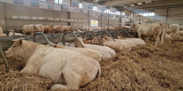 La Junta suspenderá a partir del sábado y por un plazo de quince días naturales las ferias y mercados de ganado de la Comunidad