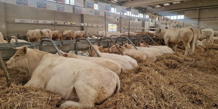 La Junta suspenderá a partir del sábado y por un plazo de quince días naturales las ferias y mercados de ganado de la Comunidad