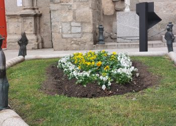 2.000 plantas de temporada ornamentarán las zonas ajardinadas y espacios públicos de Peñaranda durante el otoño y el invierno