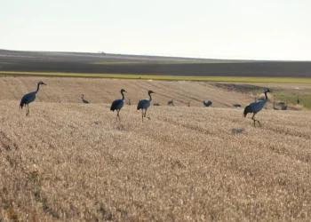 Aparecen los primeros casos sospechosos de gripe aviar en el azud de Riolobos en varios ejemplares de grulla común