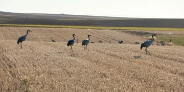 Aparecen los primeros casos sospechosos de gripe aviar en el azud de Riolobos en varios ejemplares de grulla común