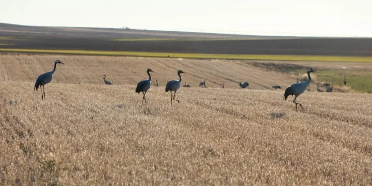 Aparecen los primeros casos sospechosos de gripe aviar en el azud de Riolobos en varios ejemplares de grulla común