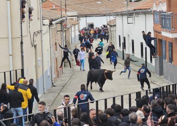 El I Toro de San Andrés llena las calles de Palaciosrubios en una tarde de sábado con intenso frío y emoción a partes iguales