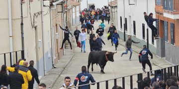 El I Toro de San Andrés llena las calles de Palaciosrubios en una tarde de sábado con intenso frío y emoción a partes iguales