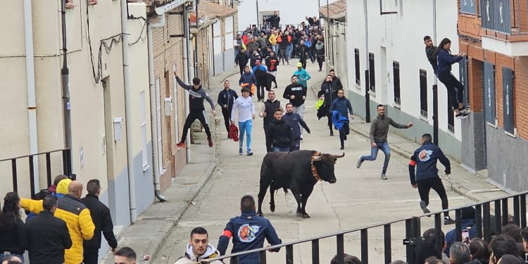 El I Toro de San Andrés llena las calles de Palaciosrubios en una tarde de sábado con intenso frío y emoción a partes iguales