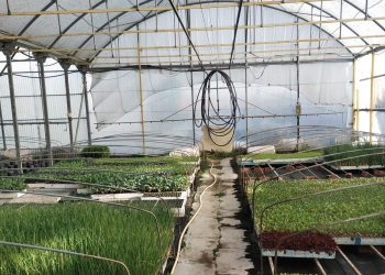 Dos nuevos negocios buscan relevo en la comarca: unos viveros de plantas en Tordillos y una tienda de alimentación en Macotera