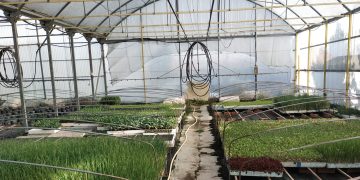 Dos nuevos negocios buscan relevo en la comarca: unos viveros de plantas en Tordillos y una tienda de alimentación en Macotera