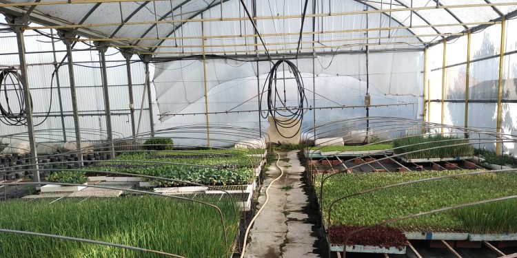 Dos nuevos negocios buscan relevo en la comarca: unos viveros de plantas en Tordillos y una tienda de alimentación en Macotera