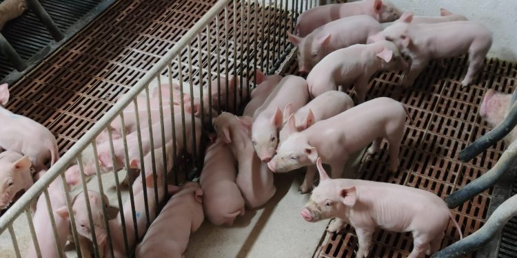 UPA Salamanca no comparte ni entiende la bajada tan abrupta del tostón en las lonjas y pide que recupere el precio perdido