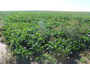 UPA-COAG reclama que esta campaña tampoco se penalice con la pérdida de la ayuda ambiental a los que no siembren remolacha