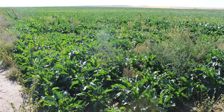 UPA-COAG reclama que esta campaña tampoco se penalice con la pérdida de la ayuda ambiental a los que no siembren remolacha