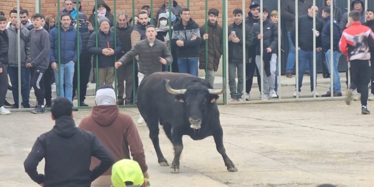 Los aficionados taurinos abarrotan Babilafuente para presenciar el VI Toro de San Blas con Atocha y Antoniano en la calle Soledad