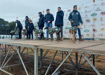La primera jornada de cuartos en el Nacional de Galgos deja dos colleras pendientes y aplazada la competición de mañana
