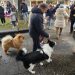 Peñaranda celebra la festividad de San Antón con la bendición de las mascotas en la plaza de Agustín Martínez Soler