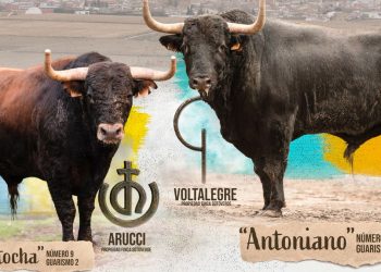 Antoniano y Atocha protagonizarán la VI edición del Toro de San Blas que regresa a las calles de Babilafuente el 31 de enero
