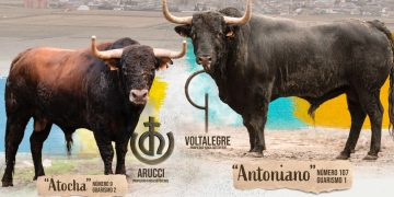Antoniano y Atocha protagonizarán la VI edición del Toro de San Blas que regresa a las calles de Babilafuente el 31 de enero