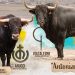 Antoniano y Atocha protagonizarán la VI edición del Toro de San Blas que regresa a las calles de Babilafuente el 31 de enero