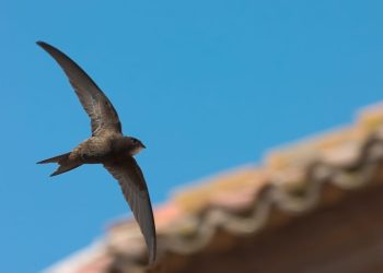 Peñaranda en Común exige medidas concretas para preservar la avifauna urbana de la localidad como golondrinas y vencejos
