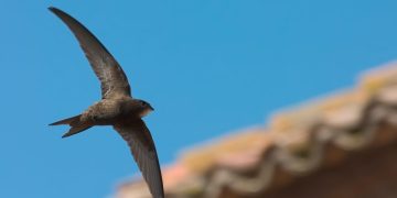 Peñaranda en Común exige medidas concretas para preservar la avifauna urbana de la localidad como golondrinas y vencejos