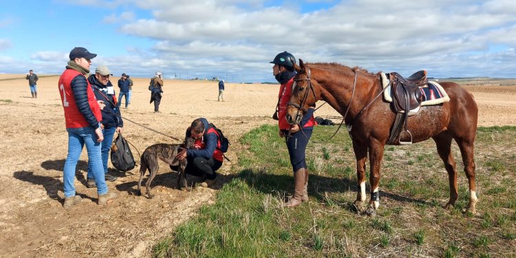 Zaína de Nebrisa (Andalucía) y Uva del Verdejo (Castilla y León) se jugarán la manteleta de España en la final del Nacional de Galgos