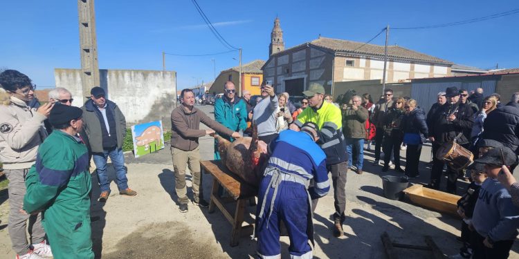 El esperado sol anima la matanza en Palaciosrubios con un gran ambiente y hasta con lanzamiento de boina para los «peques»