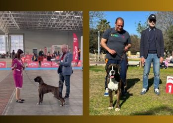 Más triunfos para los bóxer de los Infanzones en los eventos celebrados en Valladolid y Sevilla destacando Lothar Matthaus