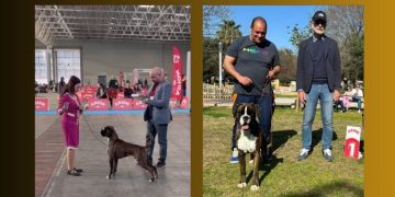 Más triunfos para los bóxer de los Infanzones en los eventos celebrados en Valladolid y Sevilla destacando Lothar Matthaus