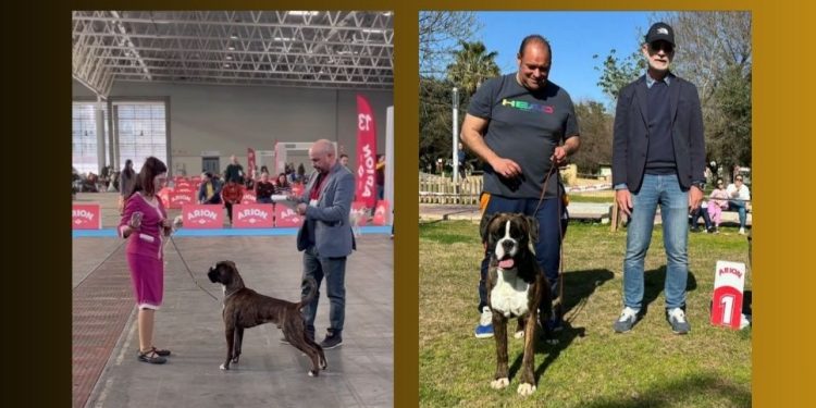 Más triunfos para los bóxer de los Infanzones en los eventos celebrados en Valladolid y Sevilla destacando Lothar Matthaus