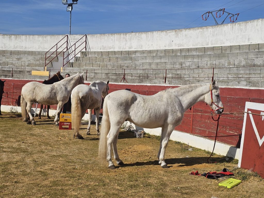 caballos 1