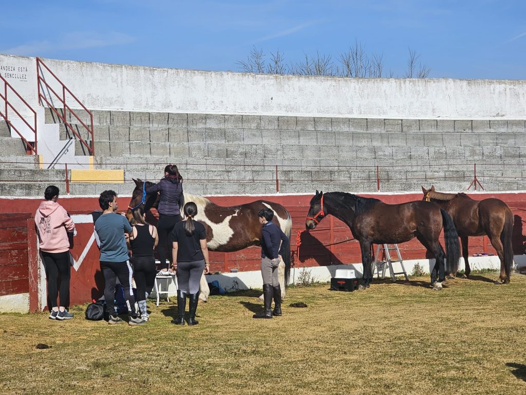caballos 2