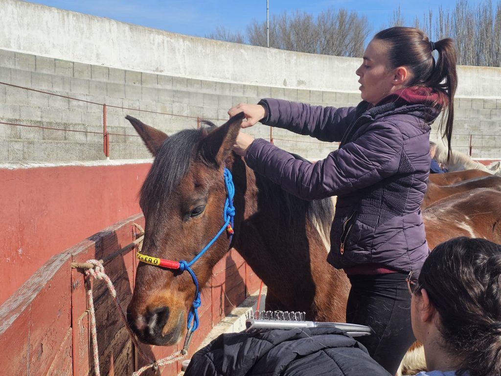 caballos 3