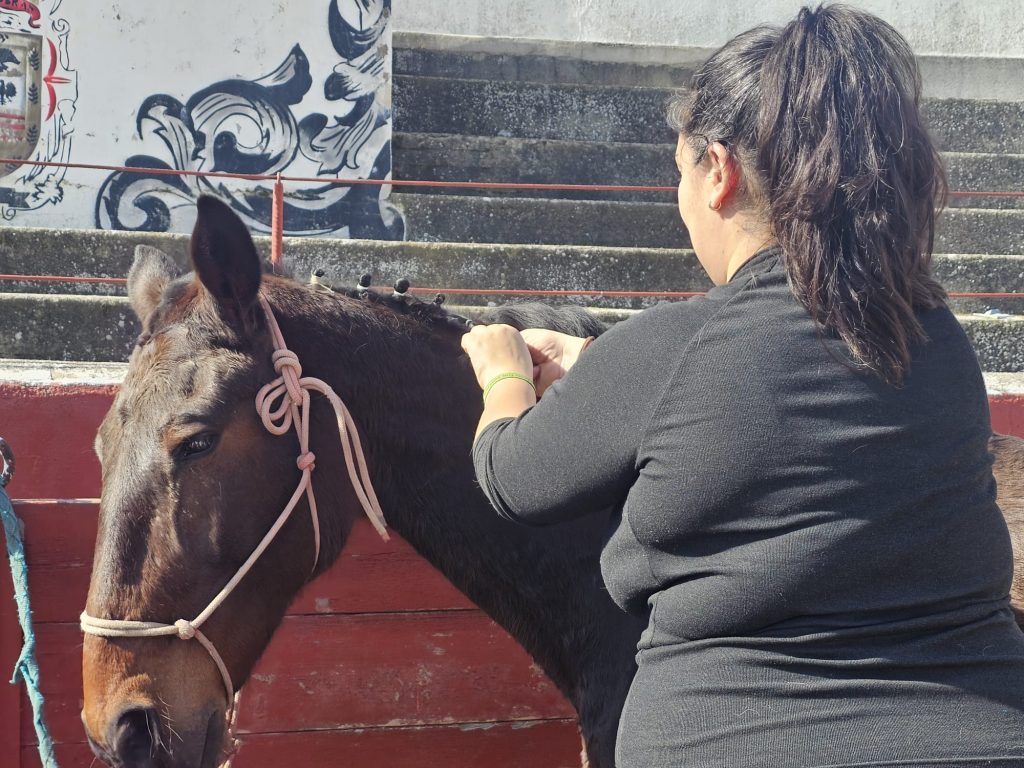 caballos 4