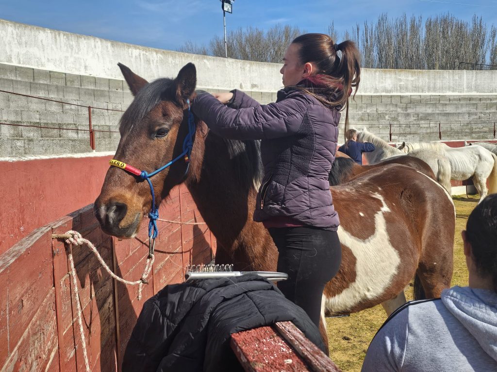 caballos 6